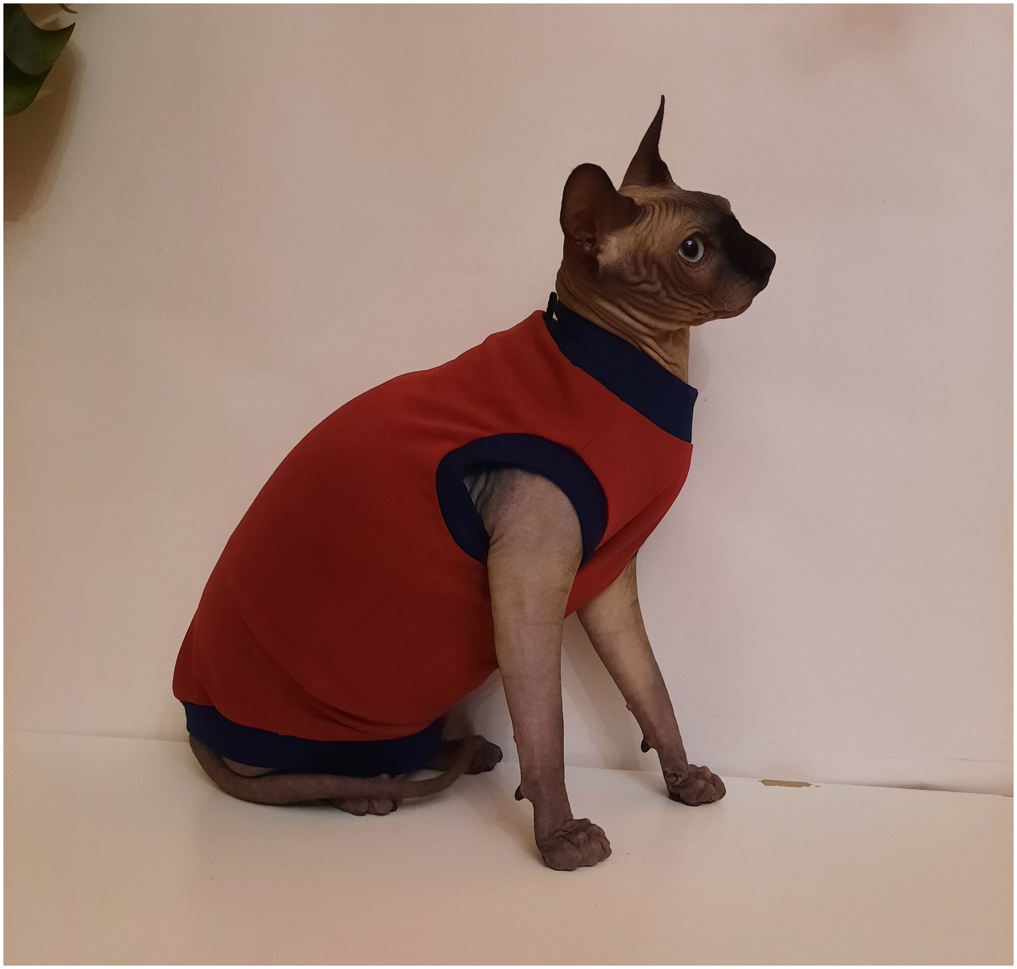 Свитшот для кошек, размер 40 (длина спины 40см), цвет бордовый / толстовка свитшот свитер для кошек сфинкс / одежда для животных - фотография № 6