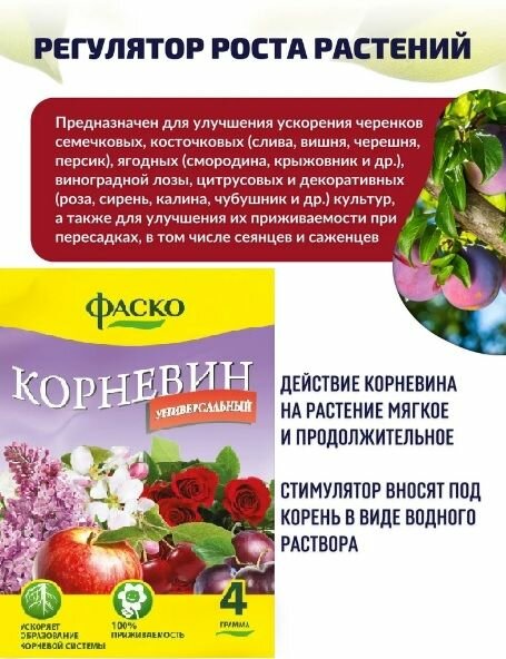 корневин фаско 4г - фото №3