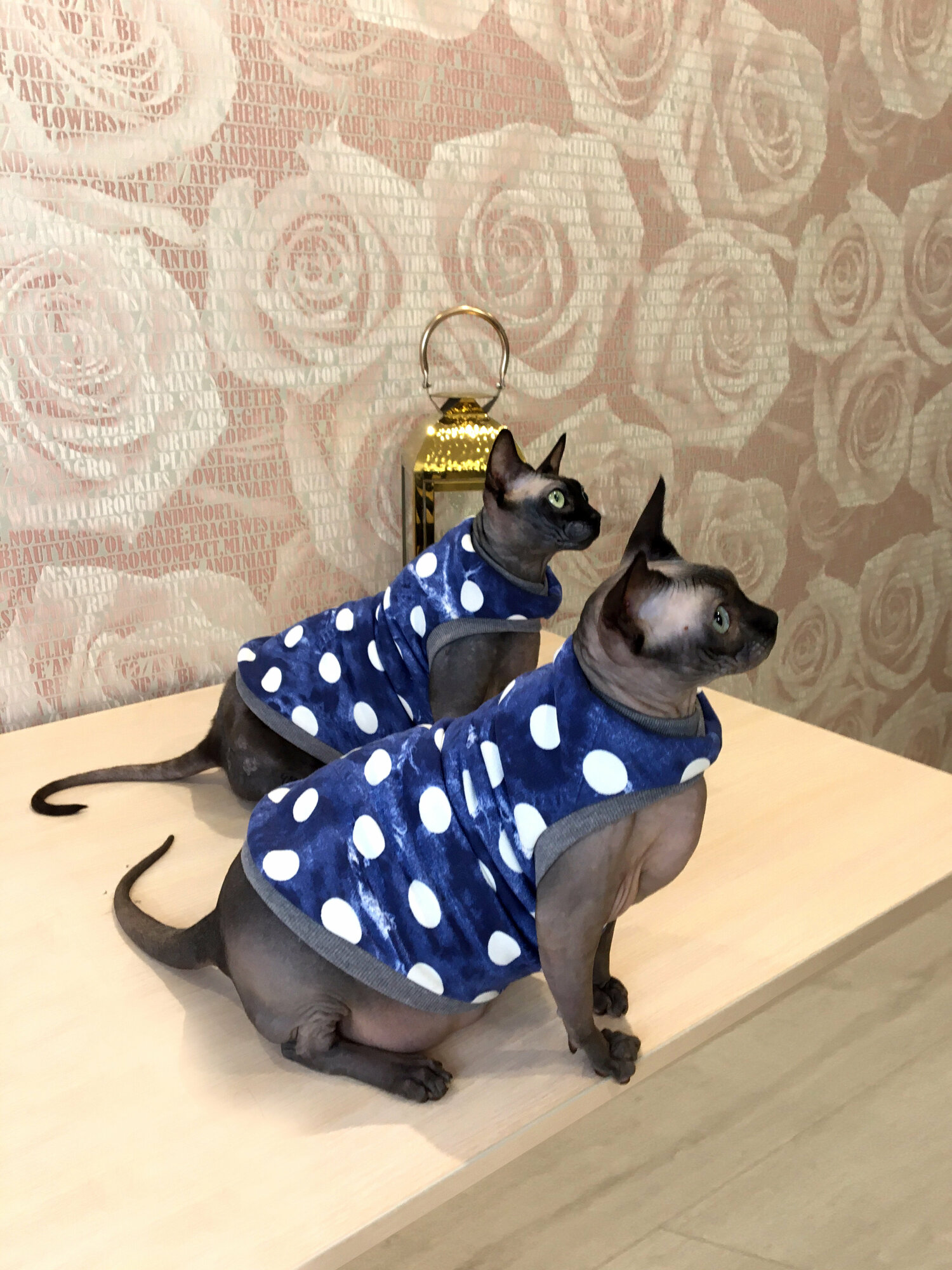 Одежда для животных кошек сфинксов Размер L - фотография № 5