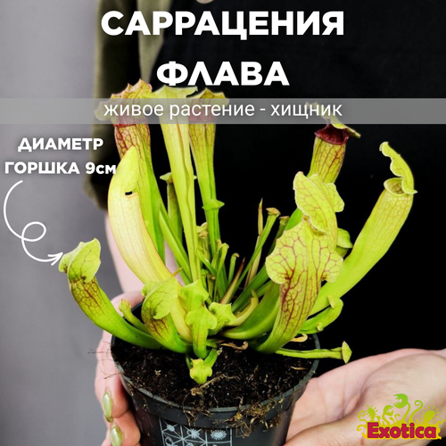 Саррацения Флава (лат. Sarracenia Flava) D9см
