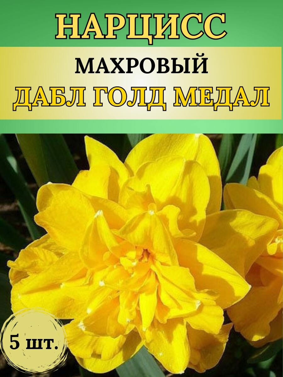 Нарциссы луковицы многолетние цветы 5 штук