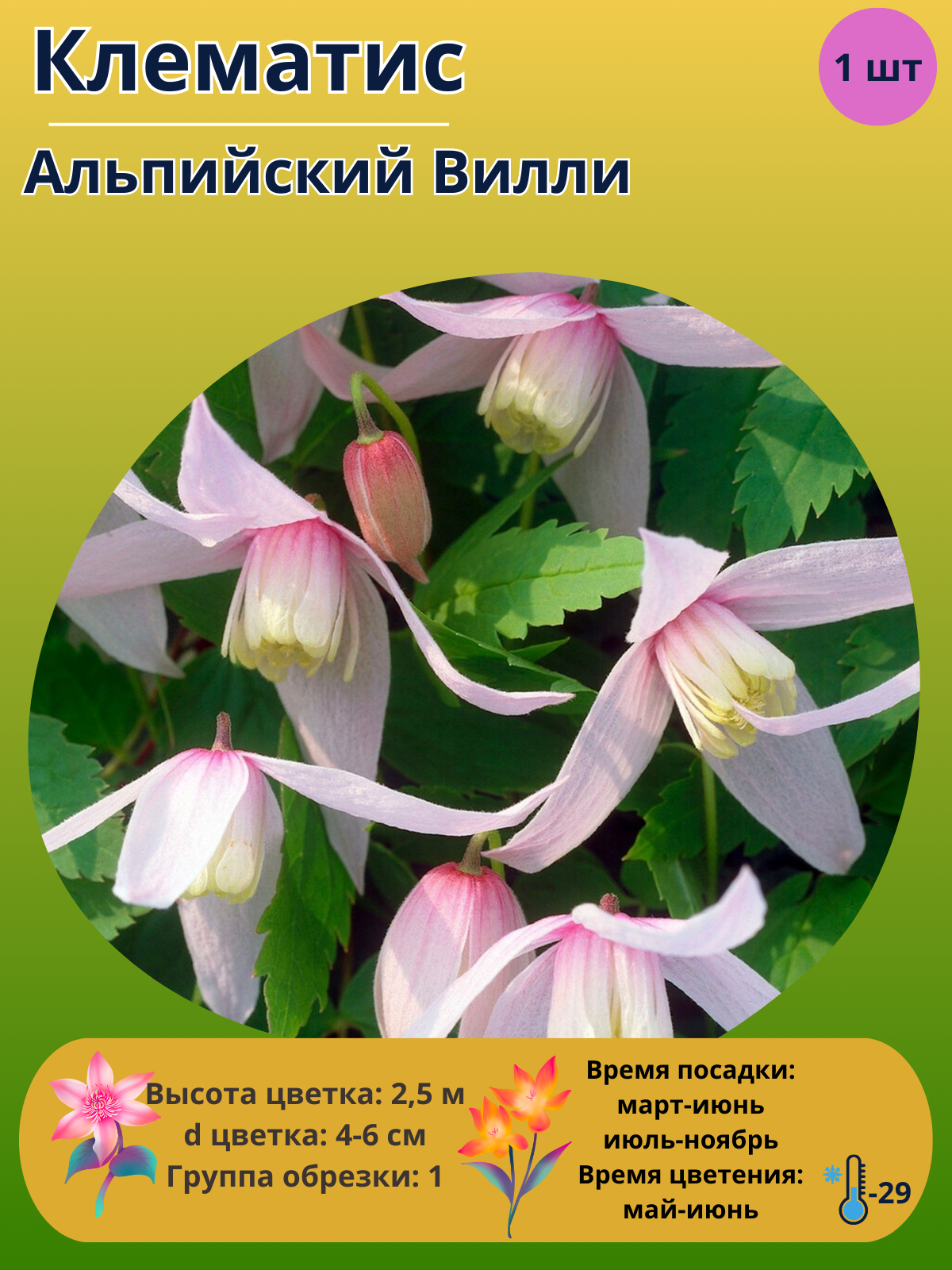 Клематис Альпийский Вилли, многолетние цветы