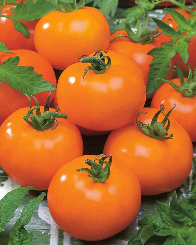 Томат Ассоль 5шт  Сады России 