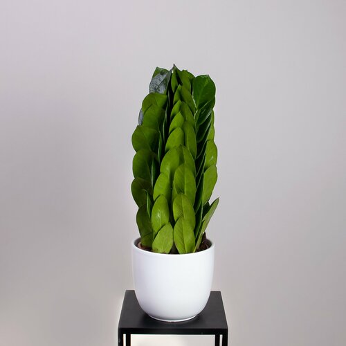 Замиокулкас пирамида (D-15, H-50)