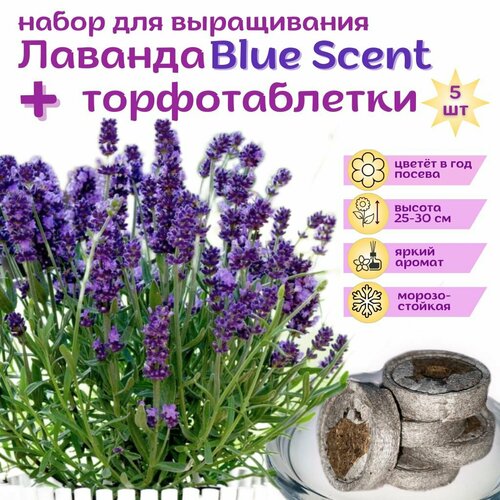 Лаванда Блю Сцент фиолетовая, семена + торфяные таблетки, 5 шт, набор для выращивания
