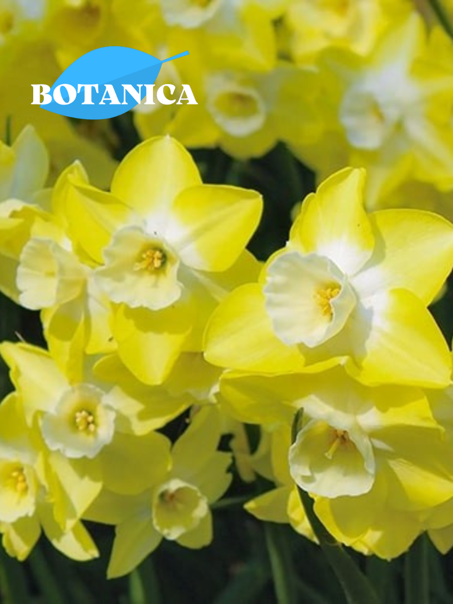 Луковицы цветов botanica garden  Нарцисс Хиллстар (3 штуки) желто-белый