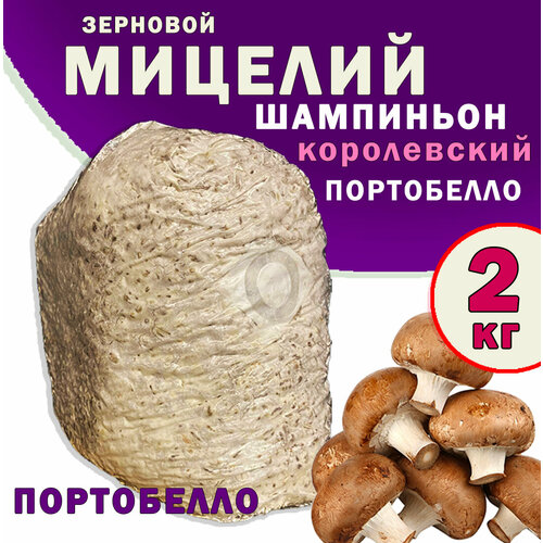 Мицелий шампиньона королевского Портобелло зерновой, семена грибов - 2 кг семена портобелло