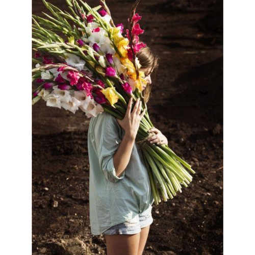 51 Гладиолус Микс