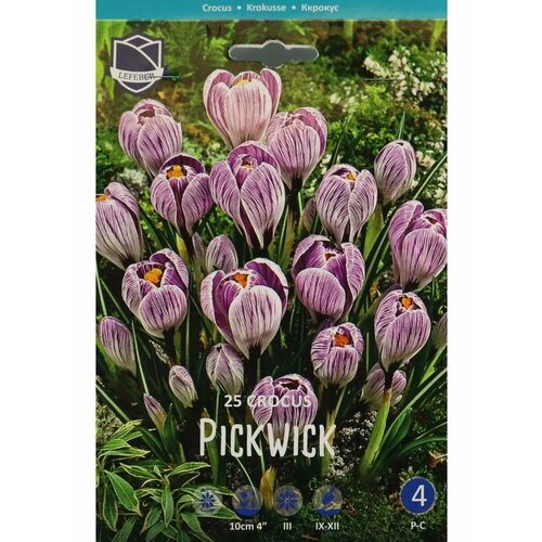 Крокус Пиквик(Pickwick), 25 шт