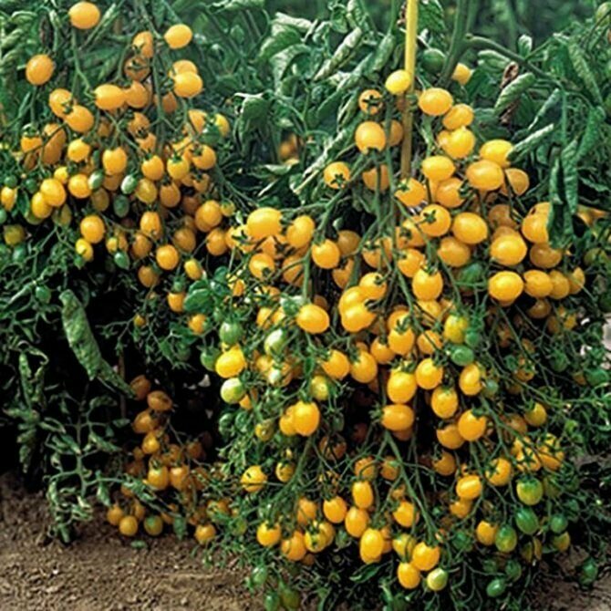 Коллекционные семена томата Ильди