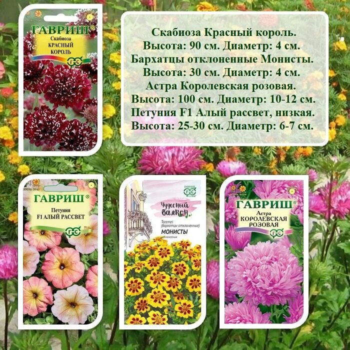 Набор семян цветов Скабиоза Красный король Бархатцы Монисты Астра Королевская розовая и Петуния F1 Алый рассвет (4 пачки)