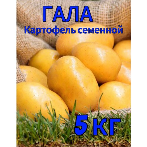 виноград столовый гала Гала - элитный семенной картофель, 5кг