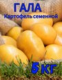 "Гала" - элитный семенной картофель, 5кг