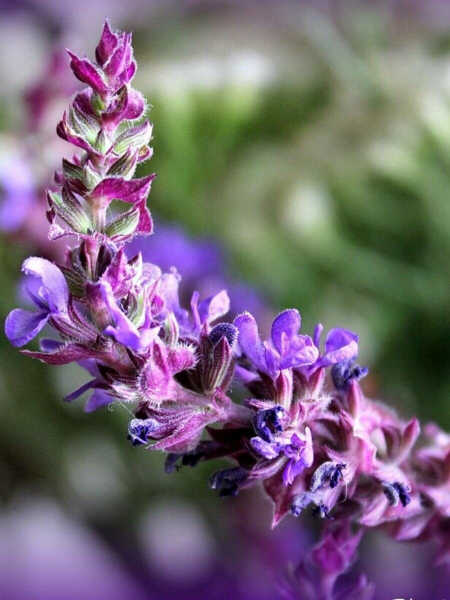 Семена Шалфей лекарственный (Salvia officinalis), 40 штук — фото 1