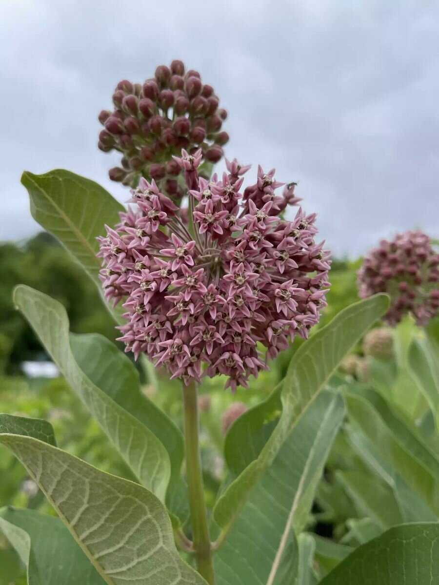 Ваточник сирийский семена 40 штук