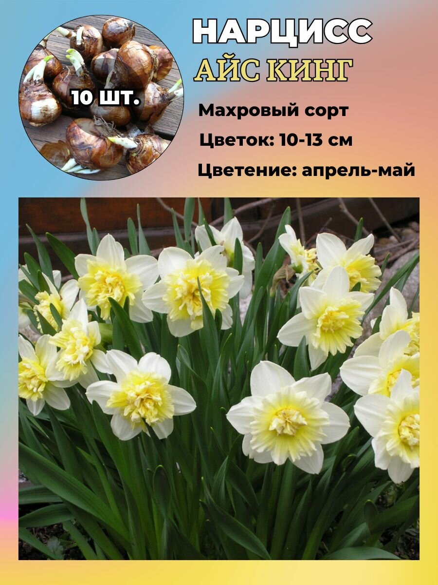 Нарцисс махровый многолетние луковичные цветы 10 шт.