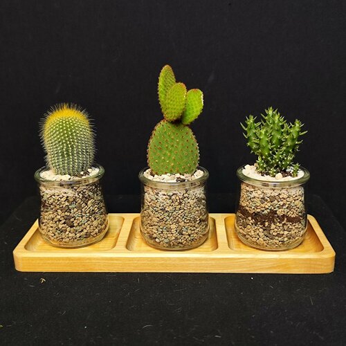 Кактус живой в наборе