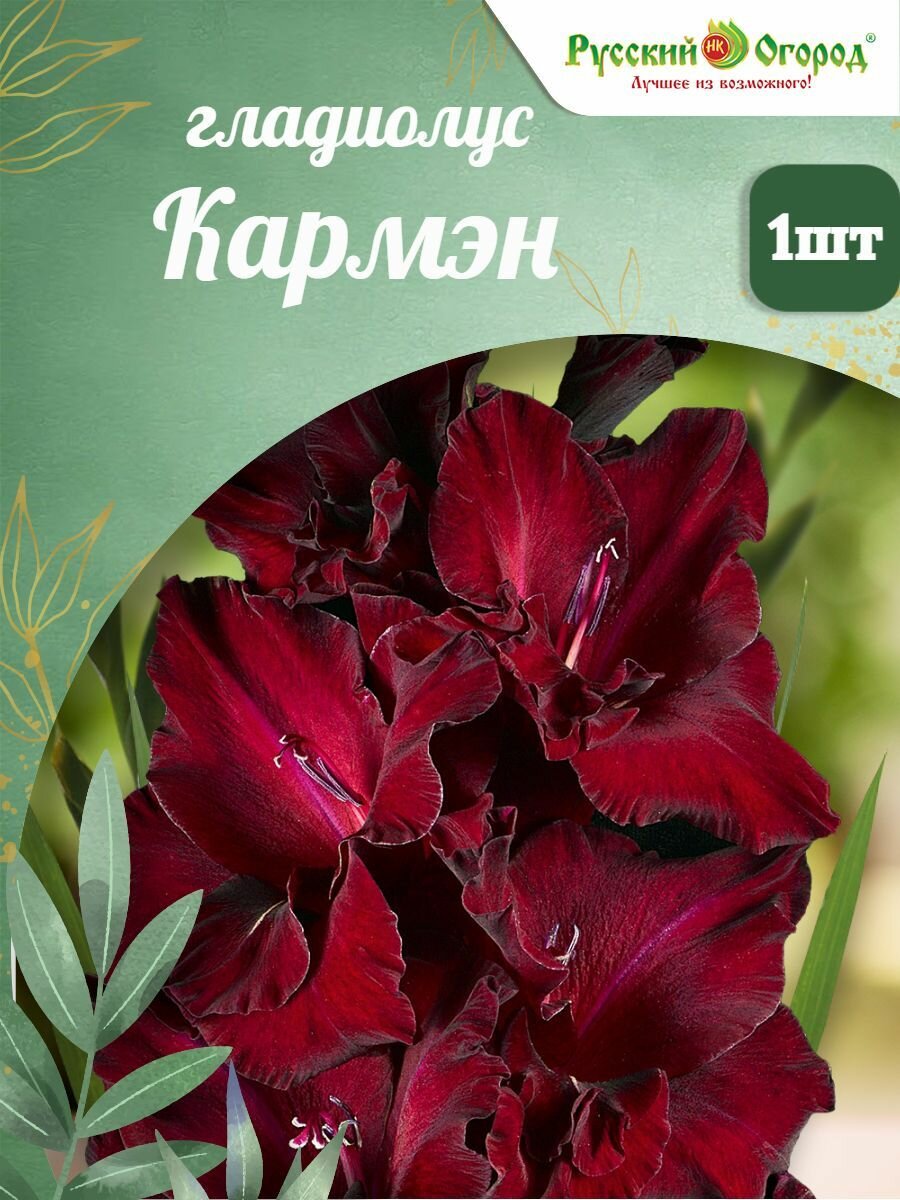 Гладиолус Кармэн