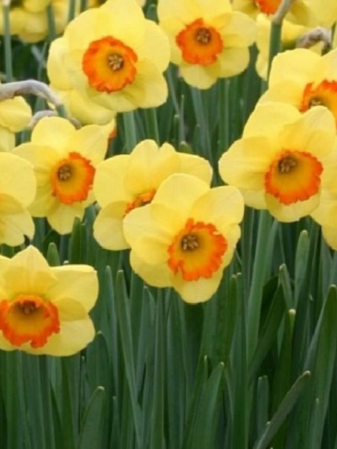 Нарцисс Трубчатый Бантам 3 луковицы