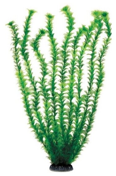 Растение Laguna "Амбулия" зеленая, 500мм
