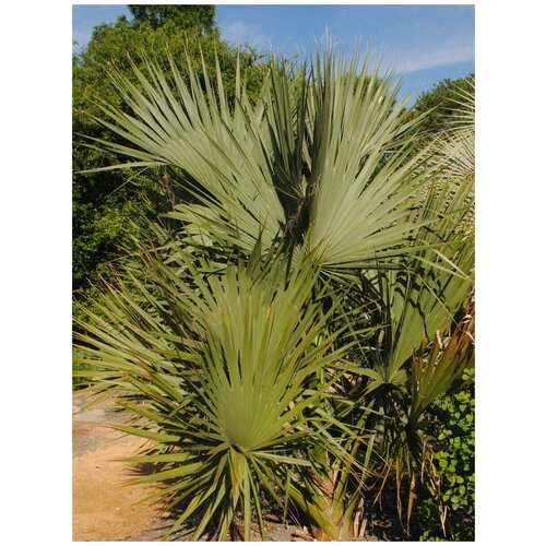 Семена Пальма Сабаль пальметто (Sabal palmetto), 5 штук