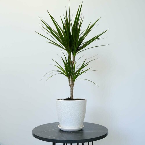 Драцена в стильном кашпо