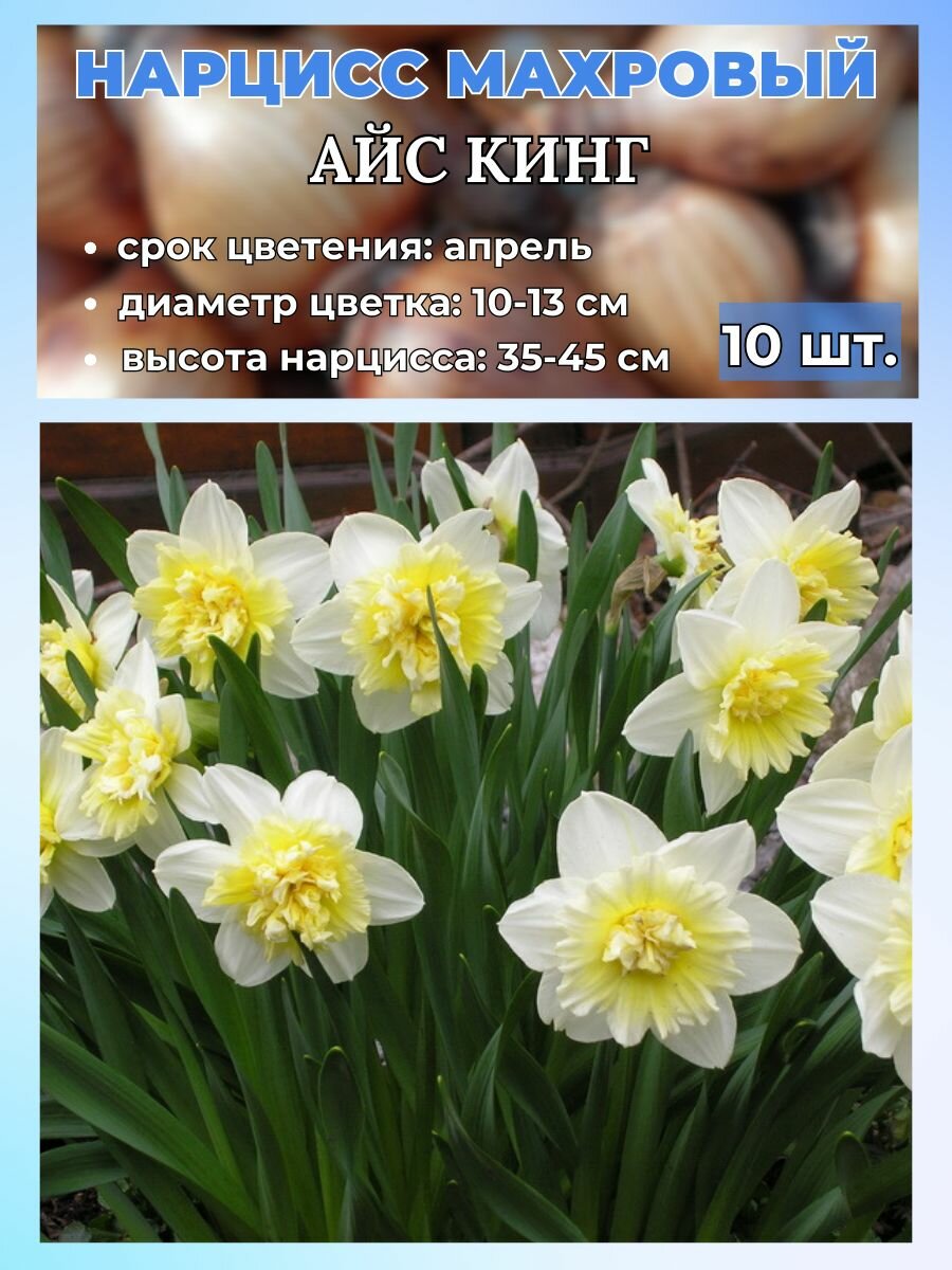 Нарцисс махровый луковицы 10 штук