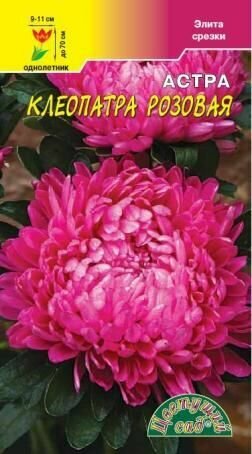 Астра Клеопатра Розовая