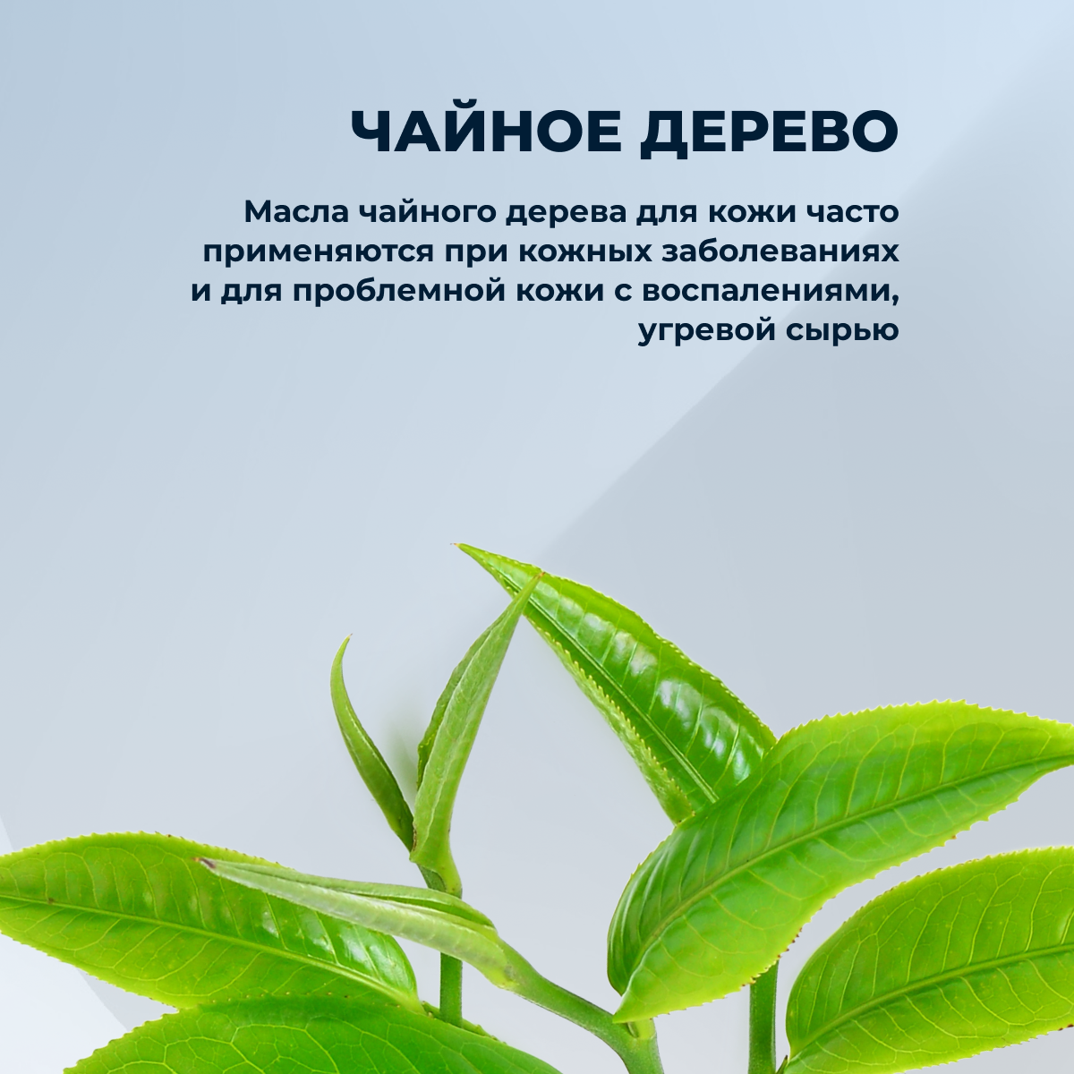Чайное дерево масло эфирное 10мл ЭЛЬФАРМА - фото №13