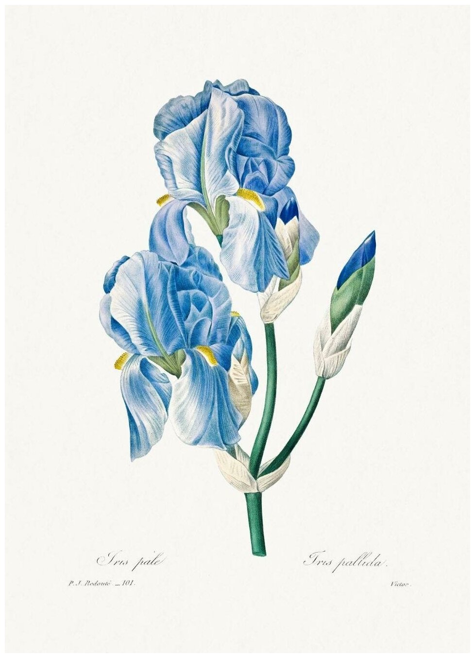 Постер / Плакат / Картина Дикие цветы - Ирис Паллида 40х50 см в подарочном тубусе