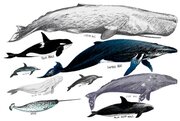 Постер / Плакат / Картина Разновидность китов 40х50 см в подарочном тубусе