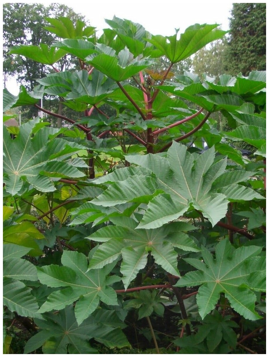 Семена Клещевина зеленолистная (Ricinus) 10 штук