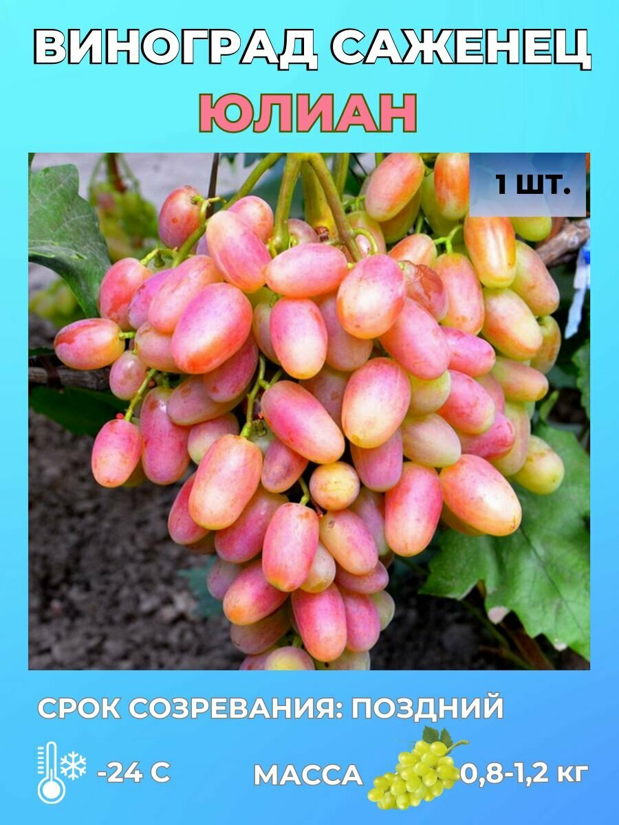 Виноград Юлиан саженец 1 шт.