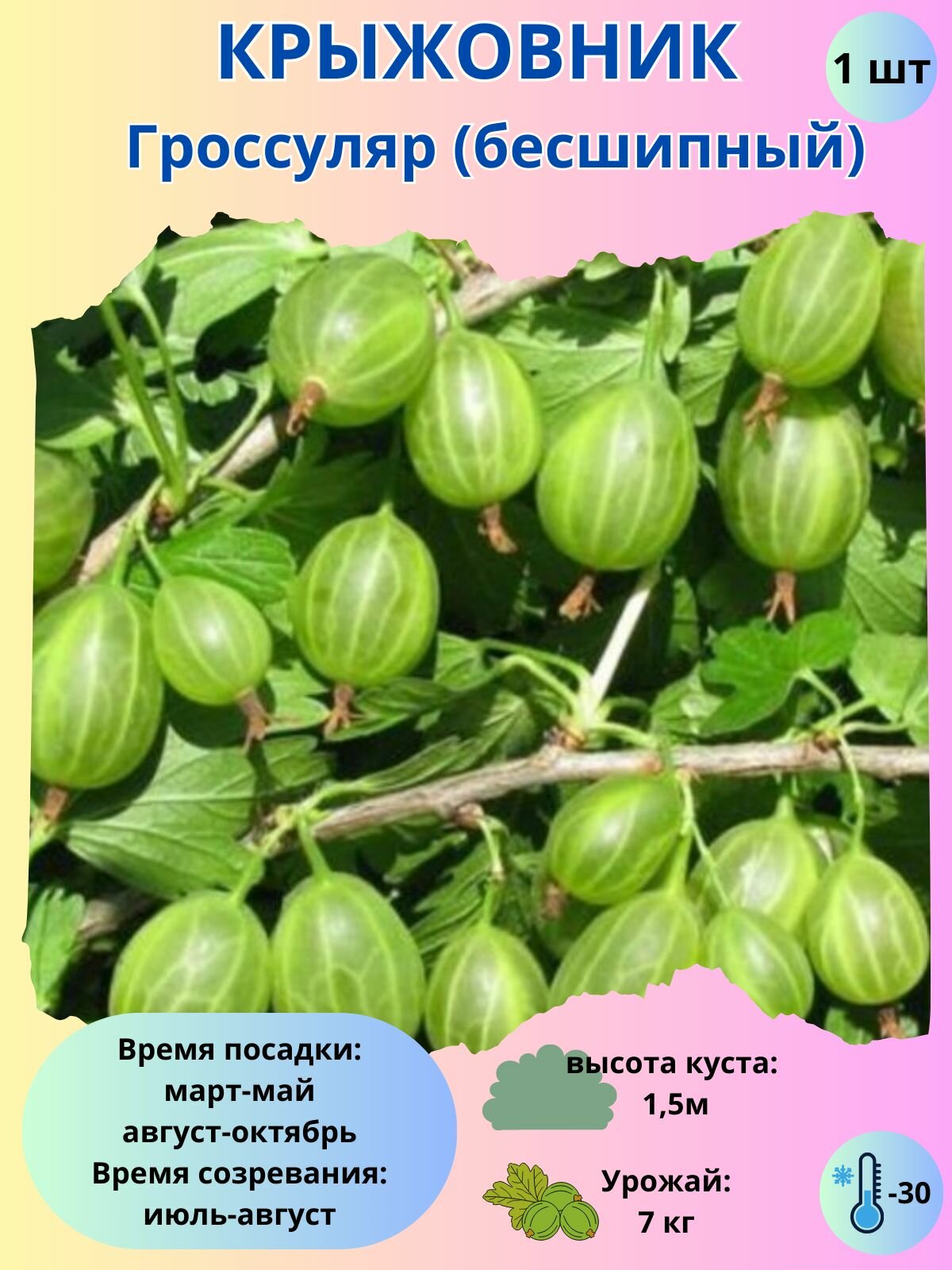 Крыжовник Гроссуляр, ягодный кустарник