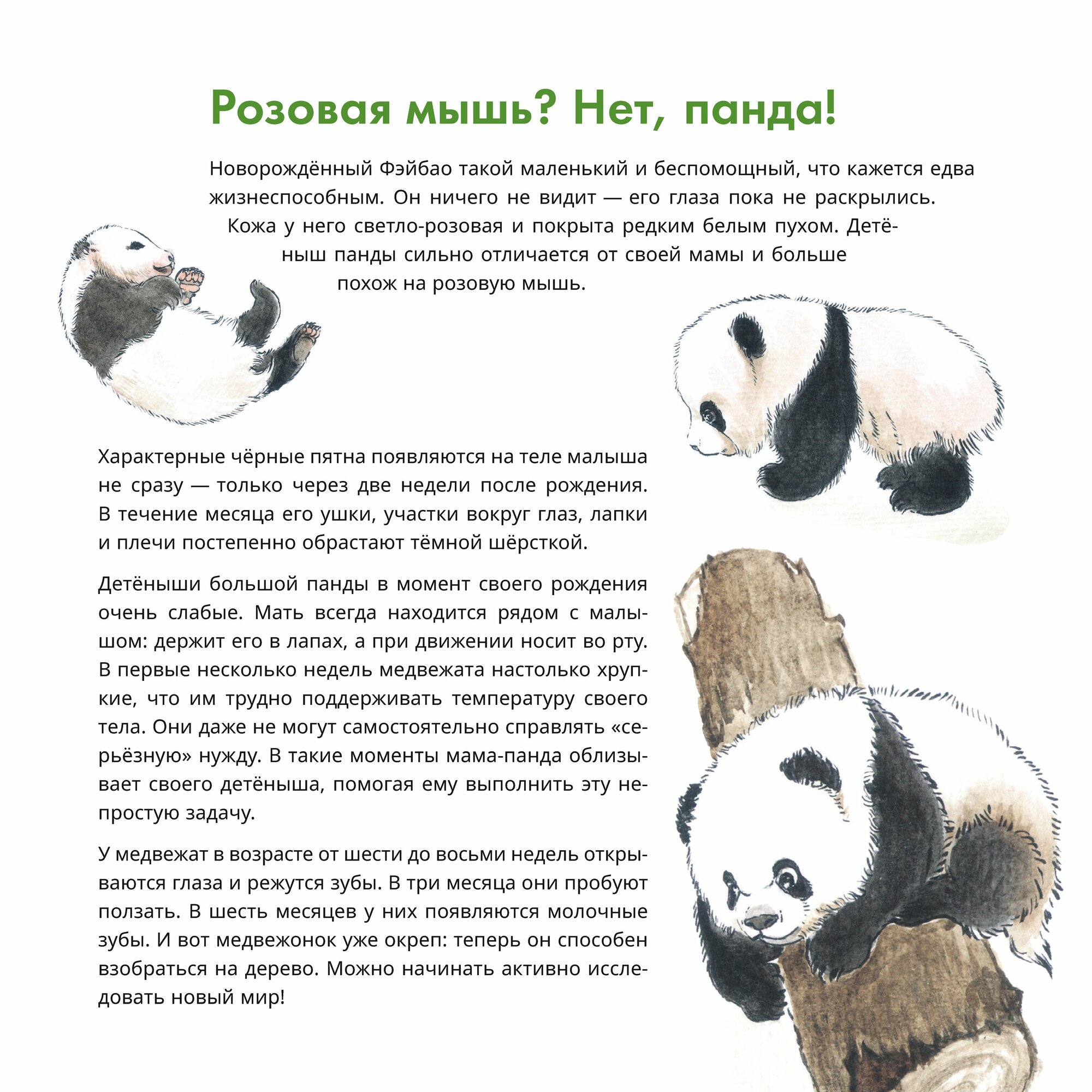 Книга Вау! Панда! / Автор: Цю Чжэньхань / Издательство: Шанс — фото 1