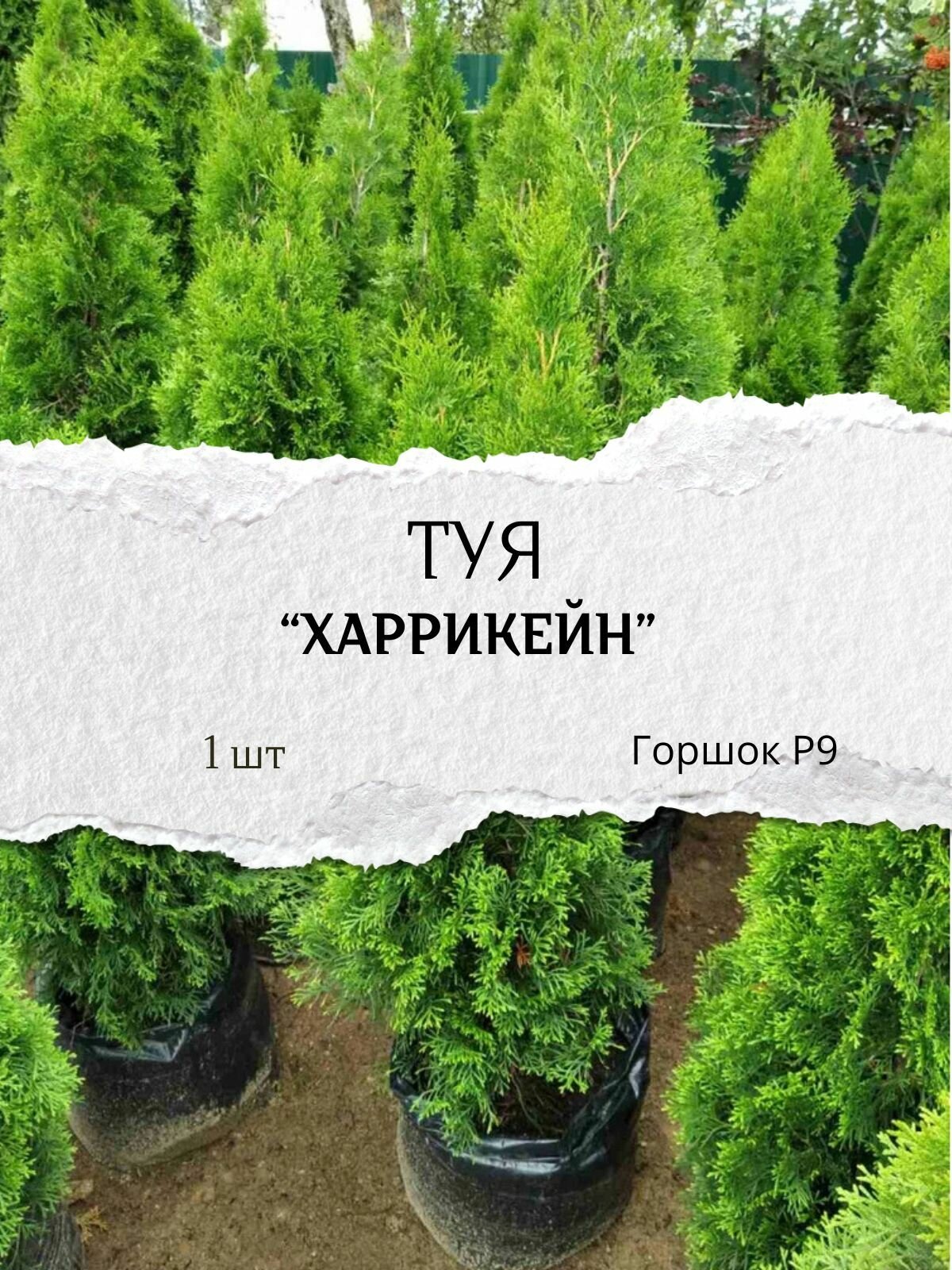 Туя 
