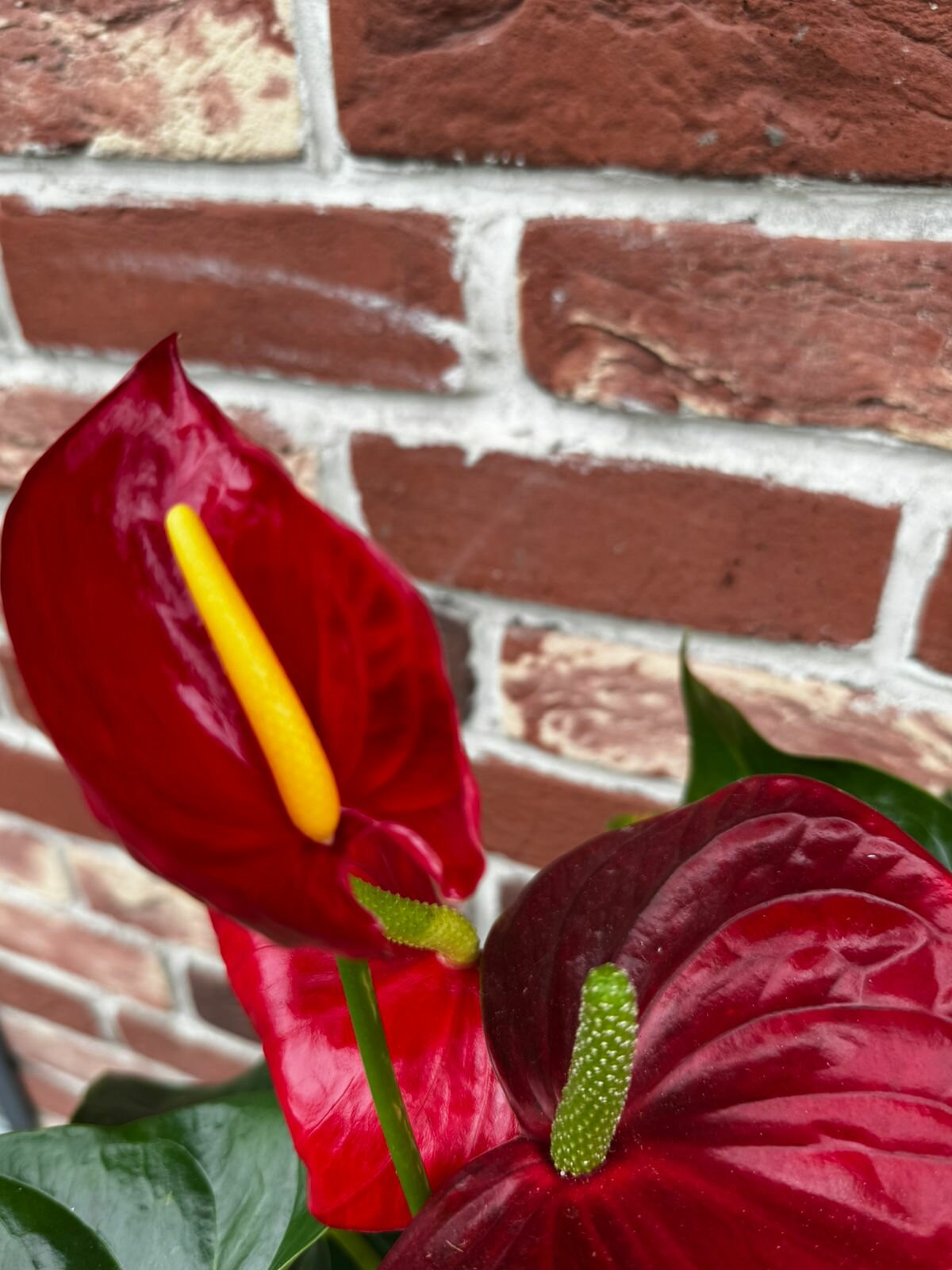 Комнатное растение 