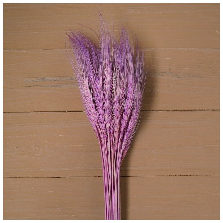 Сухой колос пшеницы набор 50 шт цвет фиолетовый