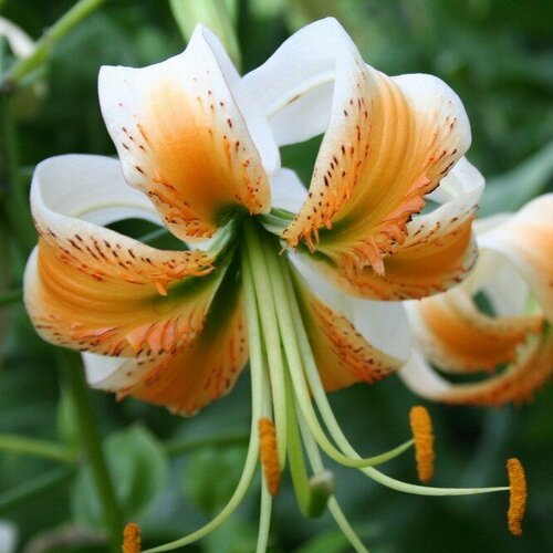 Лилия Видовая Леди Элис (Lilium) Луковицы/Разбор 14/16/Открытая (ОКС)