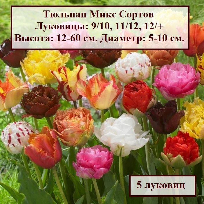 Тюльпан Микс Сортов (5 луковиц) - фотография № 1