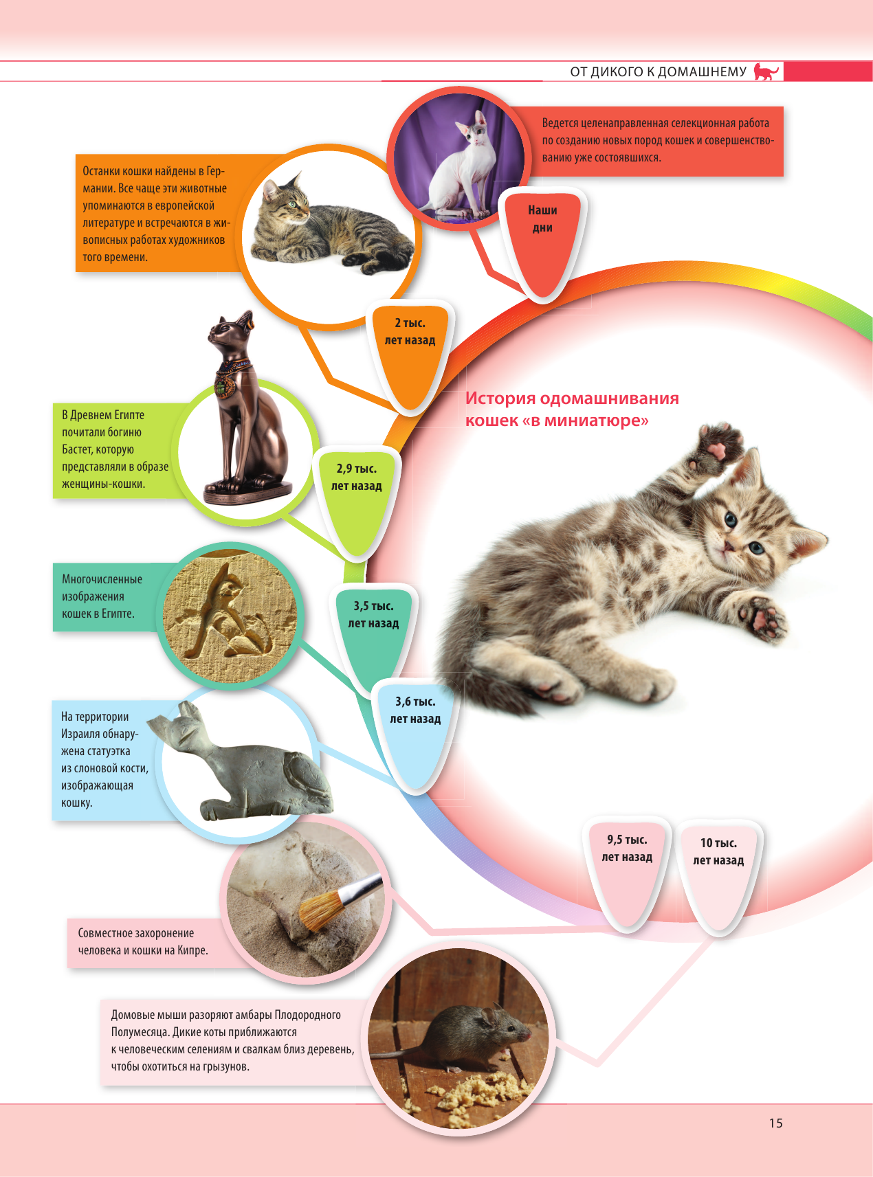 Кошки. Самая полная иллюстрированная энциклопедия - фото №17