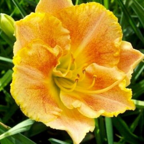 Лилейник гибридный Longfields Marmalade, Саженцы, С1 (1 литр), ЗКС - Цветы многолетние