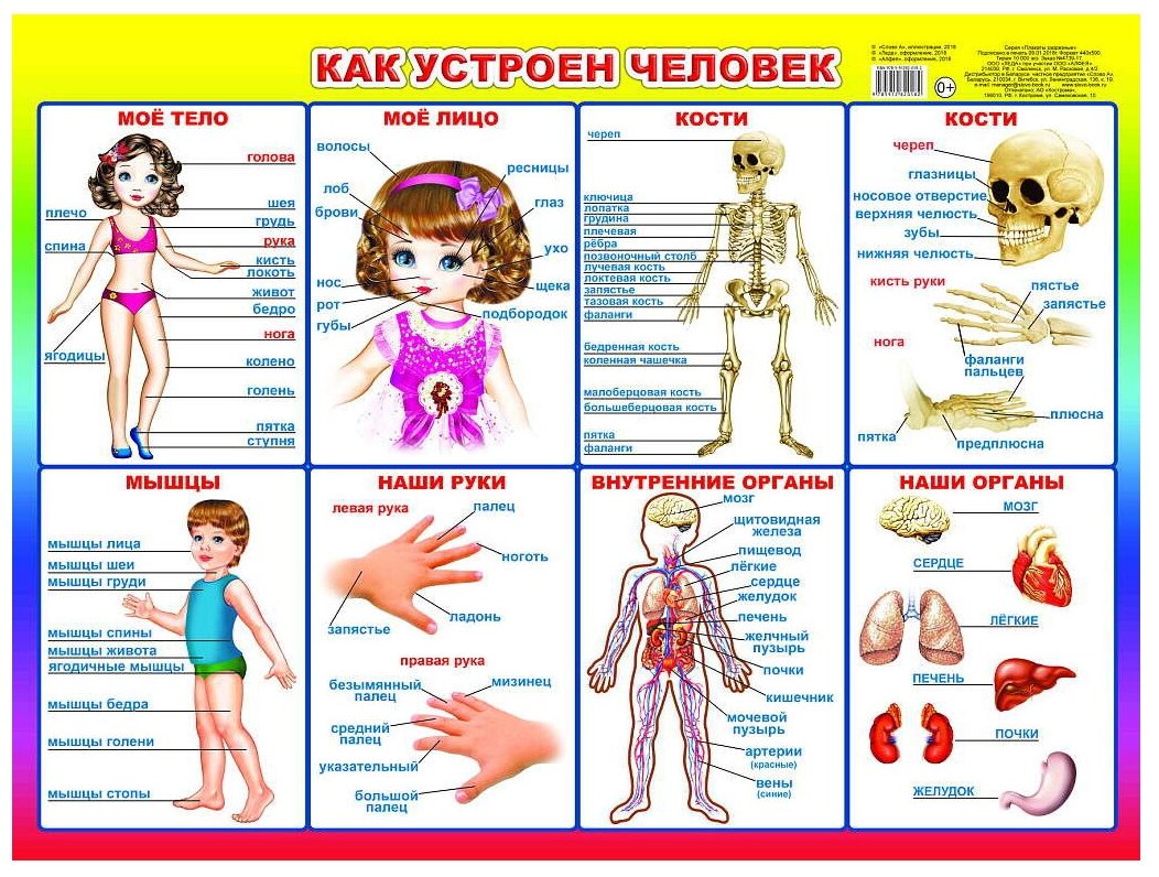 Плакат Леда Как устроен человек