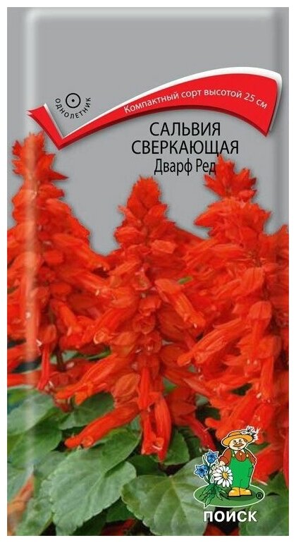 Семена цветов сальвия сверкающая Дварф Ред 4г
