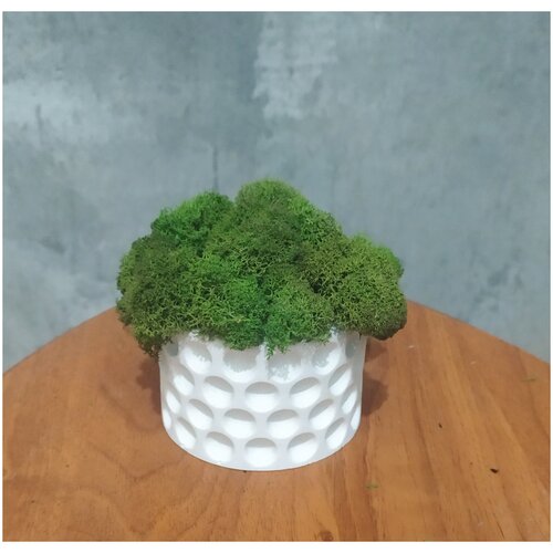 Мох Стабилизированный в Бетонном кашпо