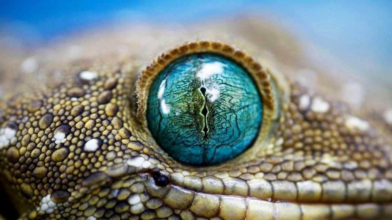snake eyes animal Snake, Animal faces, Animals