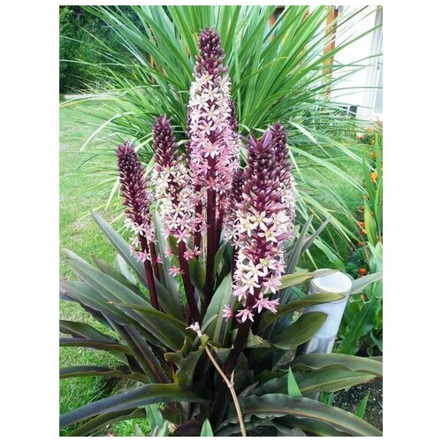 Эукомис (Eucomis) Sparkling Rosy 1 шт