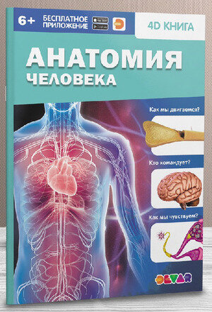 Анатомия человека (Савельева У., Кондратьева Н.) - фото №1
