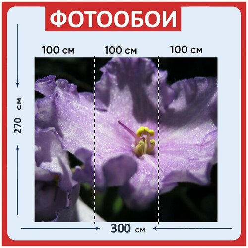 Фотообои Цветок фиалка фиолетовый 300x270 см флизелиновыена стену 2940₽