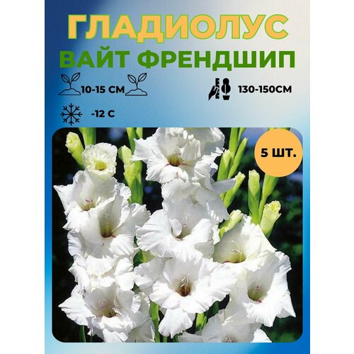 Гладиолус луковицы 5 шт 400₽